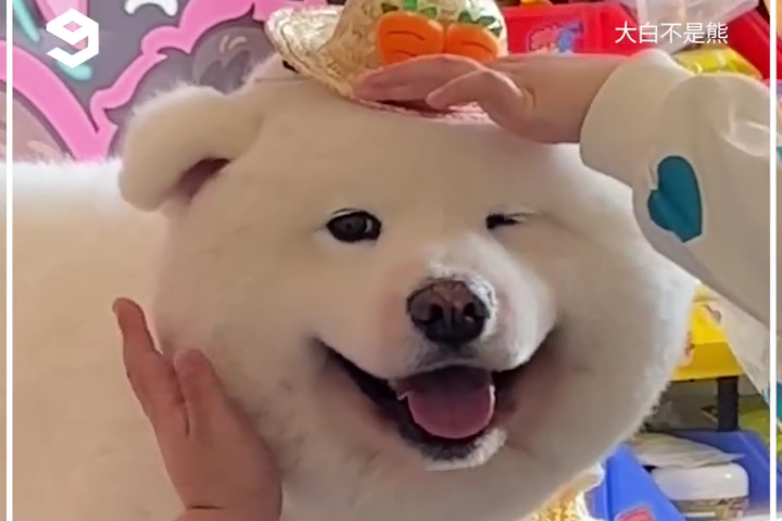 Gặp Gỡ Chú Chó Samoyed Tròn Xoe Lông Xù Đáng Yêu